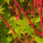 Red Wood Japanese Maple | Katsura Gardens | Japanese maple, Small garden, Judas tree