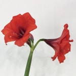 좋아요 20개, 댓글 2개 - Instagram의 플레르인(@fleurin_)님: 아, 아름다워라 - #fleurin