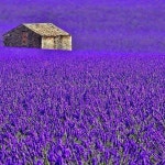Purple field of Flowers ♡ | 정원 가꾸기, 라벤더, 풍경 사진