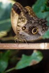Stratford Butterfly Farm-12-2(이미지 포함) | 나비