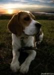 The end of a very Beagle-y Day! | 비글