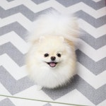 굿모닝 미소 . . #멍스타그램 #포메라니안 #pomeranian | Cute funny animals, Cute animals