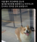 코인세탁소에서 만난 호텔손님 - 2023 | 개 호텔, 귀여운 강아지 사진, 귀여운 개