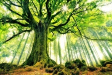 Ponthus Beech In Broceliande Forest, France 네임드주소 ▶ HAOLI777.COM ◀  네임드사다리게임   네임드주소 ▶ HAOLI777.COM... 