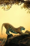 The Royal Bengal Tiger.The National Animal of India | 동물, 호랑이, 사진