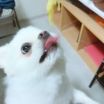 깔끔하개 밀어주개 | 몰티즈, 애완동물, 애완견