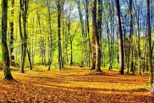 Pixabay의 무료 이미지 - 가을, Hdr, 숲, 황금가, 자연, 나무, 하늘, 화려한 | Outdoor, Outdoor decor, Image
