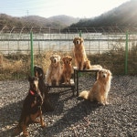 4년동안 동거동락했던  가만히 있어도 그저 이뻤던 너희들과의 이별도 멀지않았구나   #힐링독아카데미 #애기들 #내사랑들... 