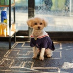 #민서파파도그스토리 #강아지 #개 #dog #서귀포 #제주 #jeju #댕댕이 in 2020 | Teddy bear, Teddy, Dogs