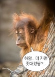 원숭이 짤35 | 기분 사진, 재미있는 디즈니 밈, 동물 밈