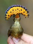 AMAZING BIRDS : Royal Flycatcher | itinsightus | Tumblr | 예쁜 새들, 웃긴 동물 사진, 새