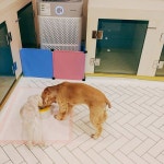 #꿈린가람  #       #dogkindergarten #꿈에개린 #꿈린 #강남강아지호텔 #대형견호텔 #강남강아지유치원 #애견호텔 #애견유치원 #강아지호텔...