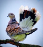 새에 있는 영철 최님의 핀 | 예쁜 새들, 새, 동물