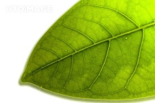 싱싱, 자연, 초록색, 초록, 잘라내기, 잎사귀, 프레시, 클로즈업, 그린, 접사, 이파리, 녹색, 식물, 누끼, 녹, 나뭇잎 - 2020 | 초록, 식물, 녹색 식물