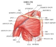 어깨 근육에 대한 이미지 검색결과 | 어깨 근육, 근육, 인간 해부학