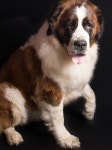 Saint Bernard | 애견
