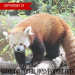 #InternationalRedPandaDay | 레서판다