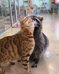 미어캣족장 on Instagram: “🌈동물농장 출연❤️ #건대 #미어캣족장 . . . #건대입구... Cats 미어캣족장 on Instagram: “🌈동물농장 출연... 
