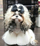 My guess is a Shih Tzu. | 시츄, 애견 악세사리, 강아지