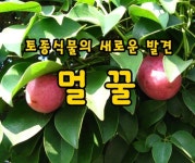 약이되는밥상 - ■ 김치 명인의 김... : 카카오스토리 | Food, Fruit, Mango