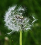 Pin on 민들레