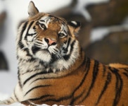 All Tigers! | 동물