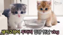 so cute에 있는 핀