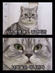 우리가 다이어트 해야하는 이유 - 2023 | 웃긴 밈, 고양이 명언, 웃긴