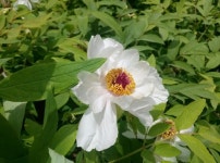 Flower에 있는 Yong-wook Shin님의 핀