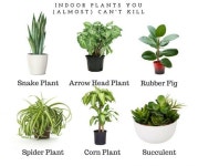 The Best Indoor Plants For Lazy People | 식물