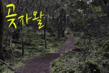 제주 화순 곶자왈, 제주도에서 한번은 꼭 가봐야 할 곳 | 여행지, 여행, 열대의