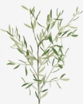 Flowers, greenery, plants, bloom | 식물 세밀화, 꽃