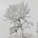 「실기」おしゃれまとめの人気アイデア｜Pinterest｜mj m【2022】 | 静物デッサン, 花 イラスト, スケッチ