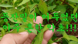 약초에 있는 조양제님의 핀 - 2020 | 약초, 건강, 건강 운동