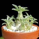 Dorstenia lavrani | 조경