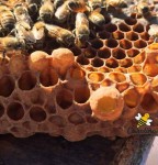 Queen Bee Life Cycle-Facts Beekeepers Need to Know | Bee keeping, Bee, Bee life cycle