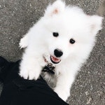 심쿠ㅇ에 있는 GYU_reno님의 핀 | 귀여운 강아지, 동물 유머, 귀여운 아기 동물
