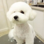 이름  #강아지미용실#헤어멍펫살롱 #명품 #강아지 #만들기 #비숑미용#비숑스타그램 #썸머컷#개스타일#펫스타일#멍스타그램... 