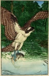 British (1867-1953) - Osprey, Colour Woodcut, Signed in graphite below image, titled and numbered 30, 35,8 x 22,9 cm(이미지 포함)