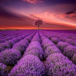 (1) 단월드(@kdahnworld) 님 | 트위터 | 명상