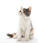 분양가 400.000 | Animals, Cats, Detail