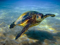 Sea Turtle 1 Image For Free HD Desktop Wallpaper, Instagram photo, Background Image | 바다거북, 거북, 거북이