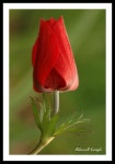 Gardening how to에 있는 Afroza Haque님의 핀