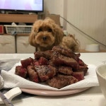 응~니꺼 아니야~ . .  말티푸  푸들  강아지  maltipoo  poodle  puppy | Maltipoo, Food