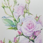 #rose #botanicalillustration #botanicalart #colorpencil #working #faber_castel #flower #보태니컬아트 #꽃그림 #꽃그림그리기... 