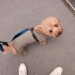 예쁨 - - #쑤니#수니#수니사진저장#귀요미#푸들#강아지#poodle#dogstagram#개스타그램##콩세개#귀여워너무귀여워###개쑤니#dog... 