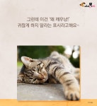 내가 쓰담쓰담해줄때마다 고양이가 하품을 해..그냥 졸려서 그런걸까? - 악플달면 쩌리쩌려버려 - ＊여성시대＊ 차분한 20대들의 알흠다운 공간... 