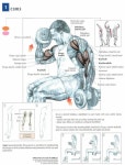 Gym focus anatomy | 근육 키우기, 보디빌딩