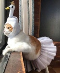 Cute Cats in the World | 아기 동물, 고양이 사진, 고양이 모자
