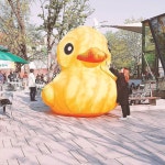 2016.04.17. 오리당오리 #오리 #러버덕 #럽스타그램 #rubberduck # by liimmiil | 오리